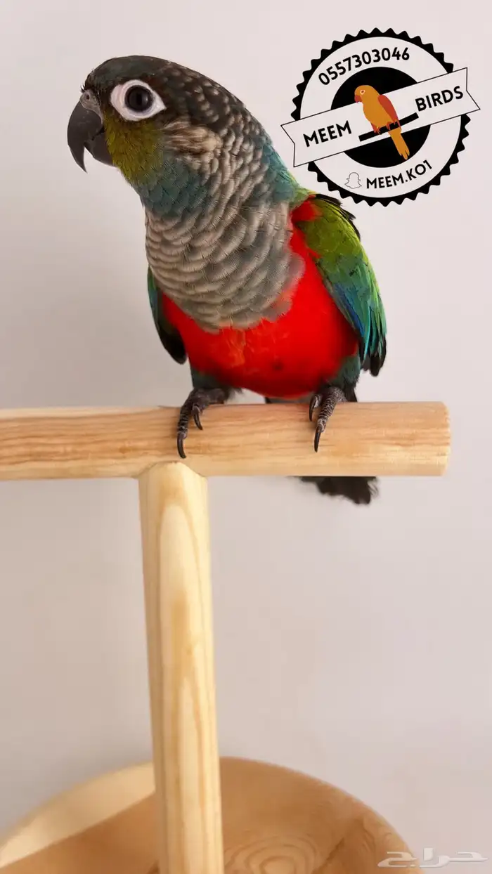 كنيور كريمسون من ( النوادر ) اليف وهدد نشبه 1