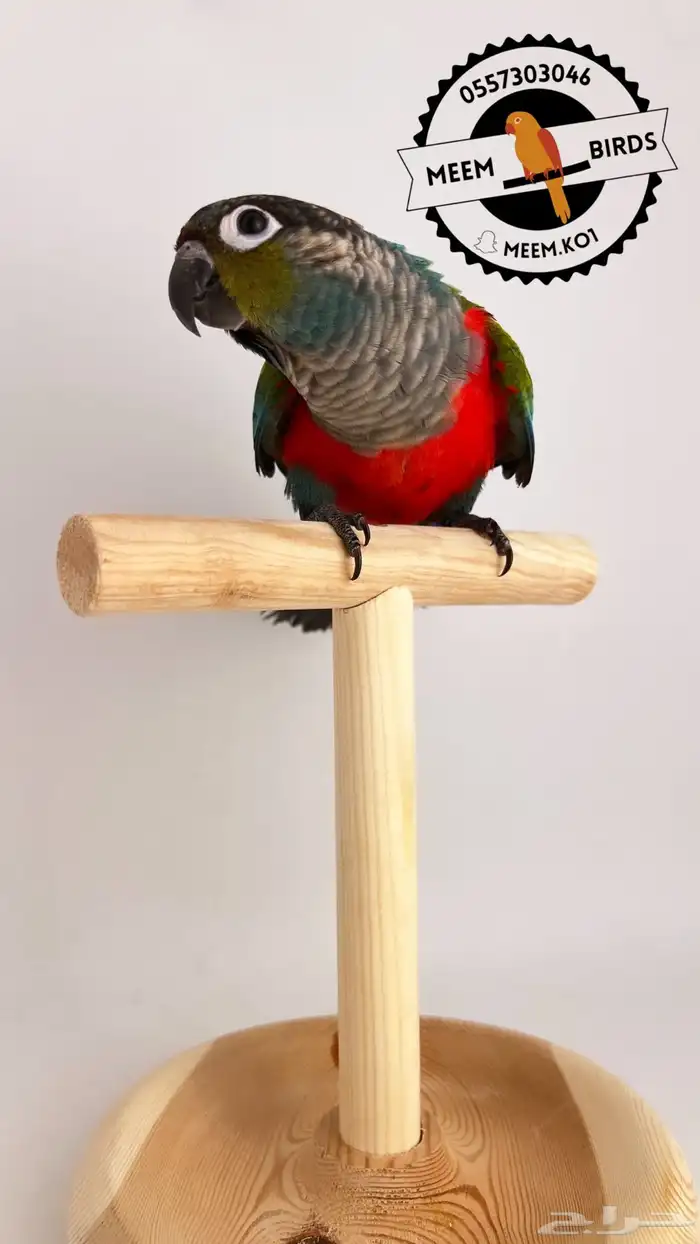 كنيور كريمسون من ( النوادر ) اليف وهدد نشبه 3