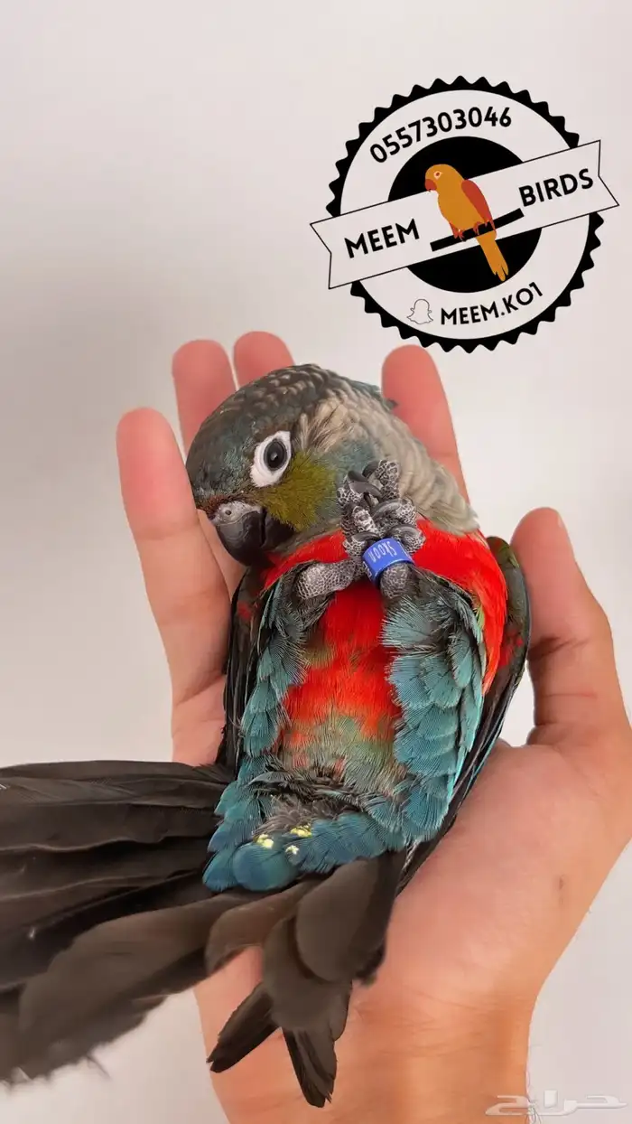 كنيور كريمسون من ( النوادر ) اليف وهدد نشبه 2