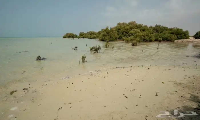 حجز وتنسيق جزيرة فرسان 1