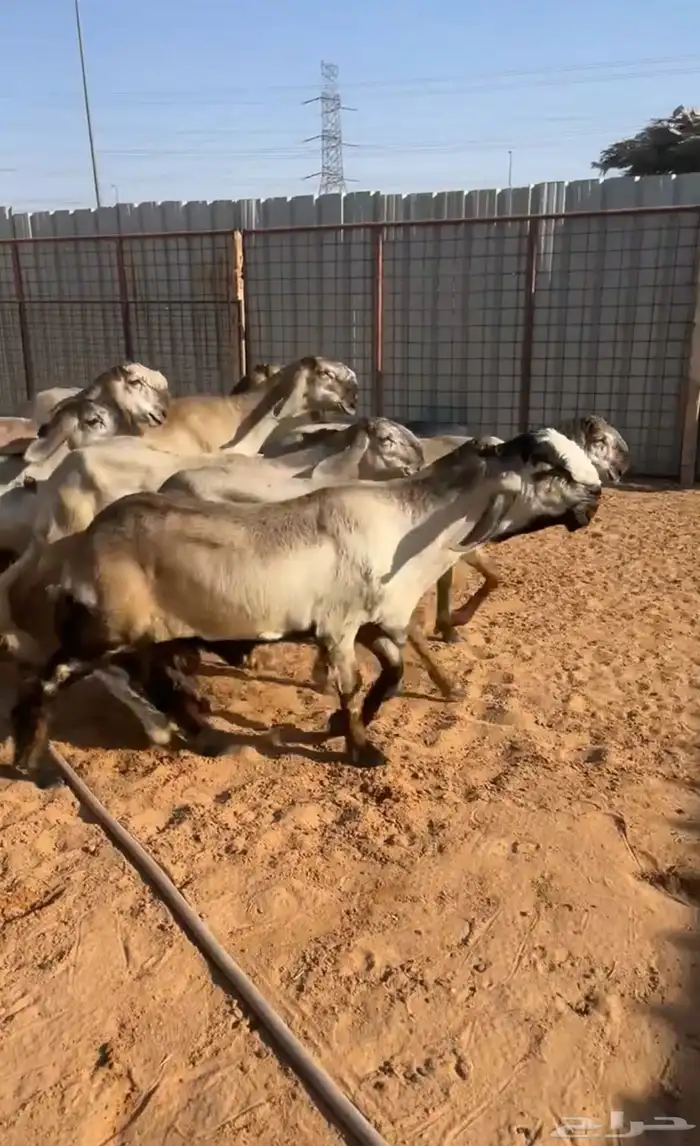 رخال سواكن نوادر صنف خصم تم البيع 0
