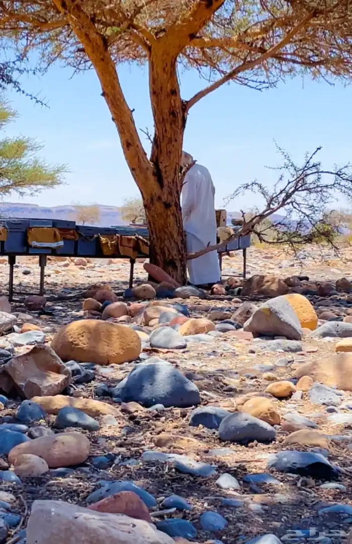 عسل طلح انتاج مناحل محمد البلوي لعام 1447 1