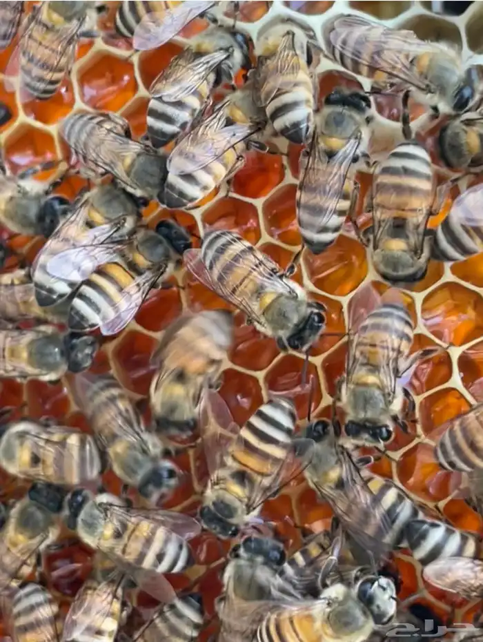 عسل طلح انتاج مناحل محمد البلوي لعام 1447 3