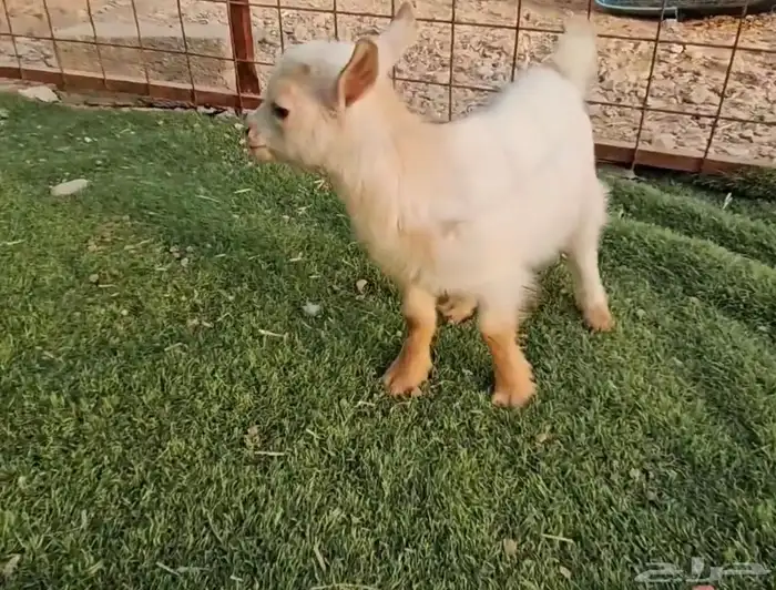 الماعز القزم المميز الجميل 9