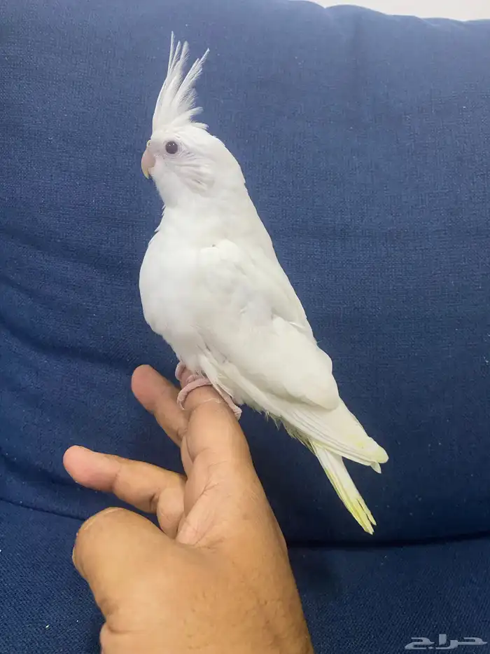 للبيع فرخ كروان البينو غر محجل تم البيع 1