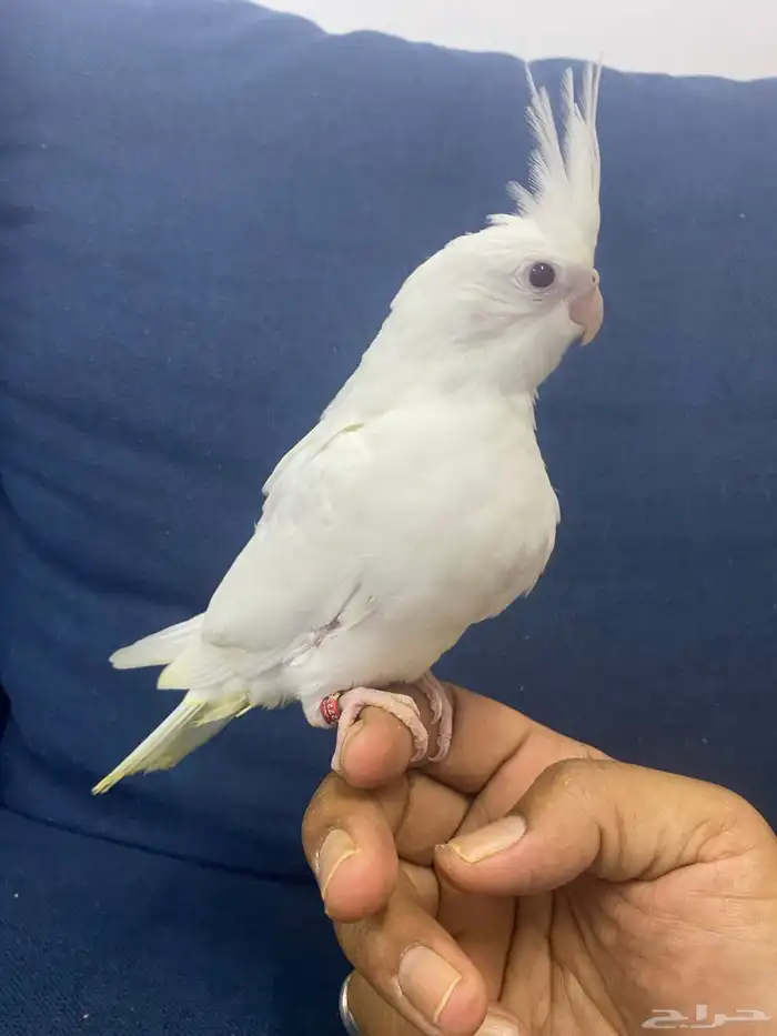 للبيع فرخ كروان البينو غر محجل تم البيع 2
