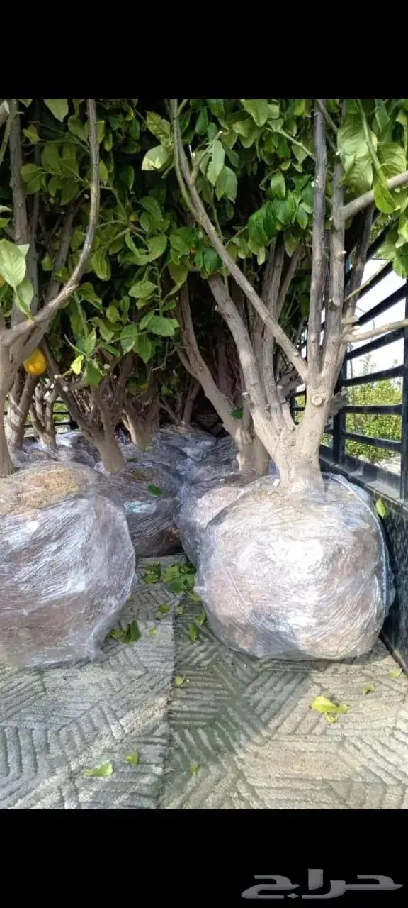 نخيل عربي واشنطني للبيع توصيل وزراعه 1
