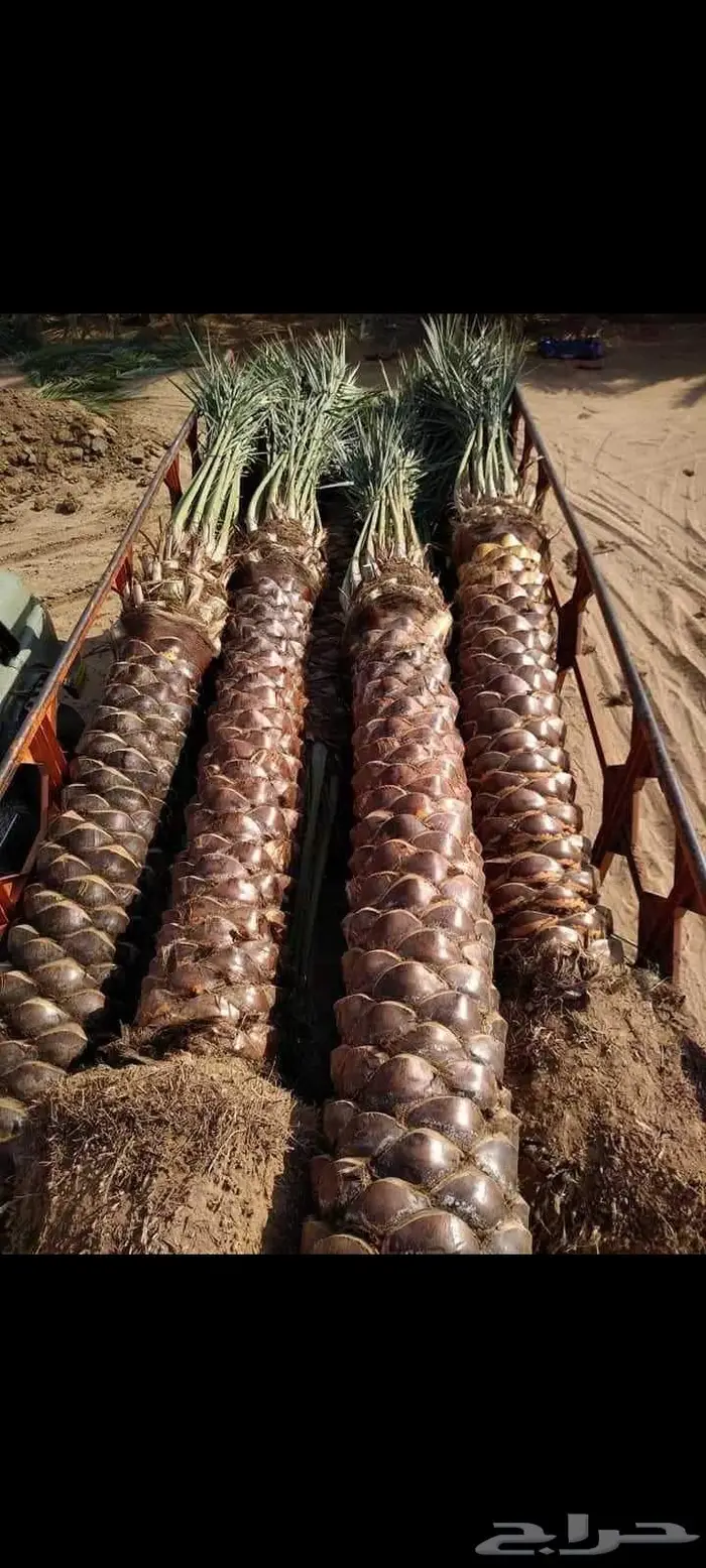 نخيل عربي واشنطني للبيع توصيل وزراعه 3