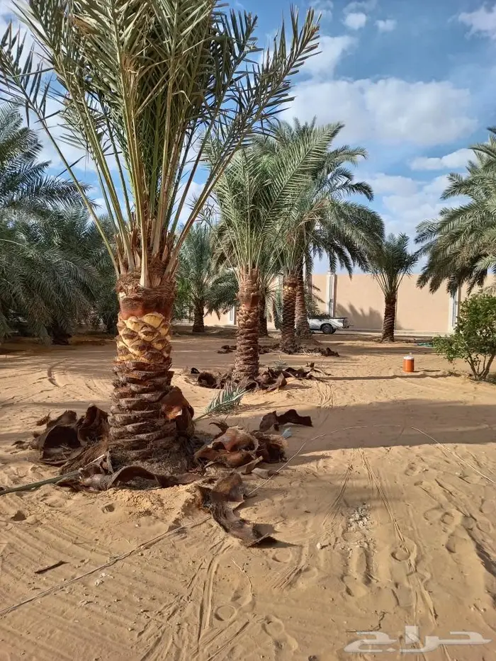 نخيل عربي واشنطني للبيع توصيل وزراعه 5