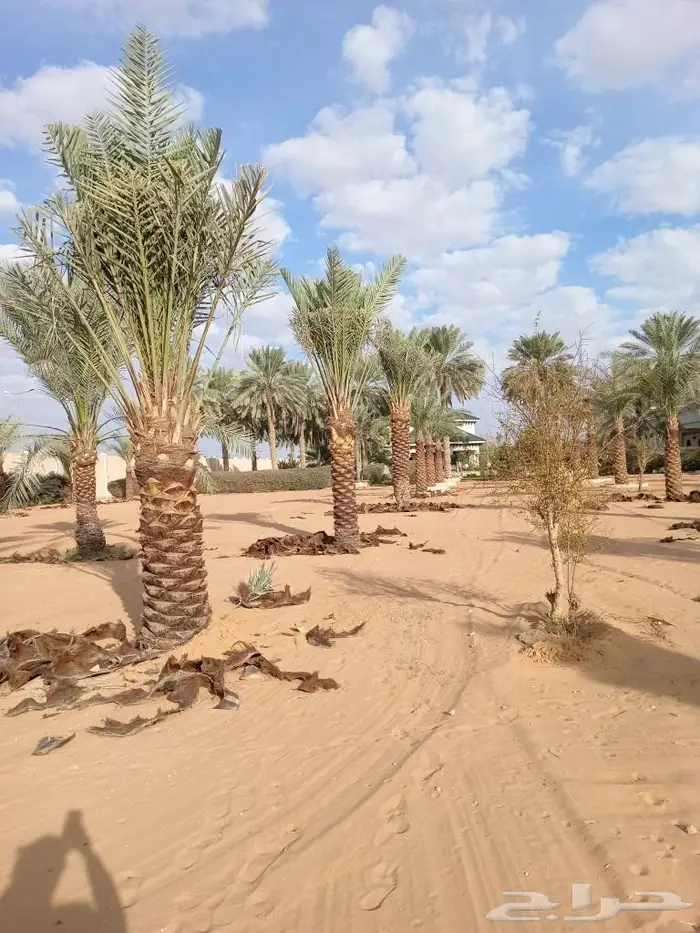 نخيل عربي واشنطني للبيع توصيل وزراعه 2