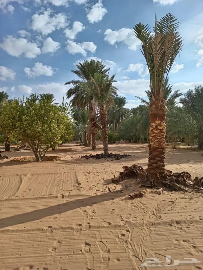 نخيل عربي واشنطني للبيع توصيل وزراعه 4