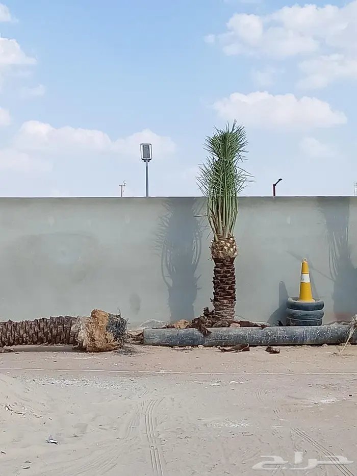نخيل عربي واشنطني للبيع توصيل وزراعه 6