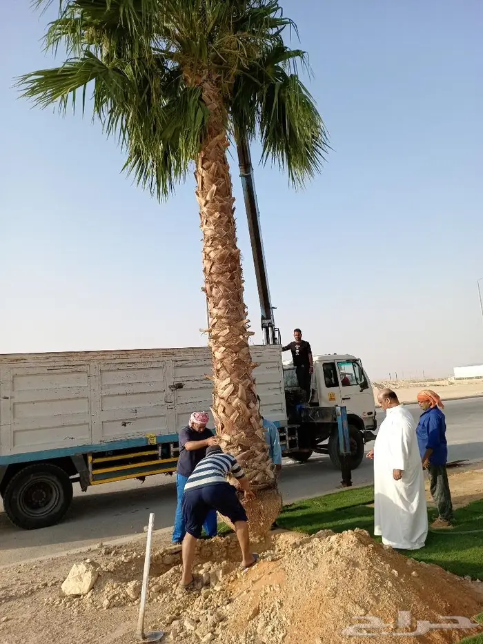 نخيل عربي واشنطني للبيع توصيل وزراعه 7
