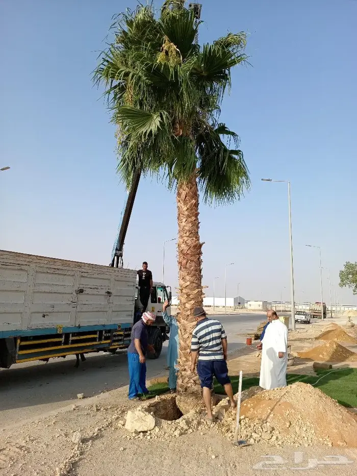 نخيل عربي واشنطني للبيع توصيل وزراعه 8