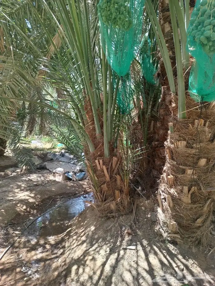 نخيل عربي واشنطني للبيع توصيل وزراعه 13