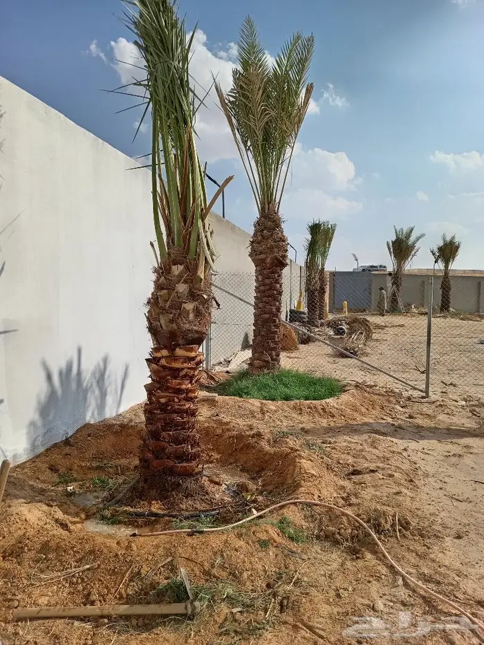 نخيل عربي واشنطني للبيع توصيل وزراعه 15