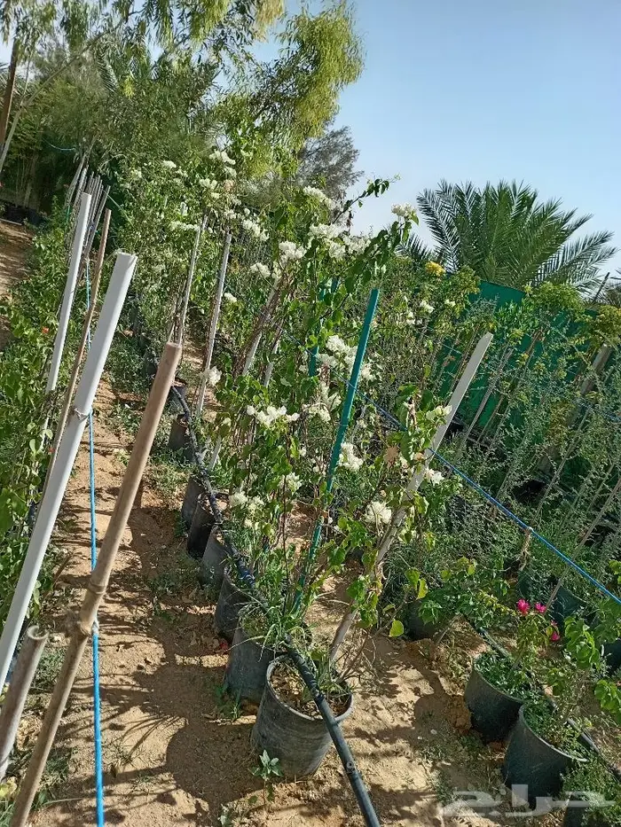 نخيل عربي واشنطني للبيع توصيل وزراعه 16