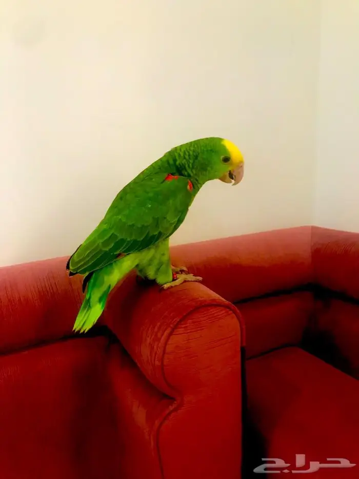 فرخ اوربي دبل هيدماقنا ( تم البيع) 2