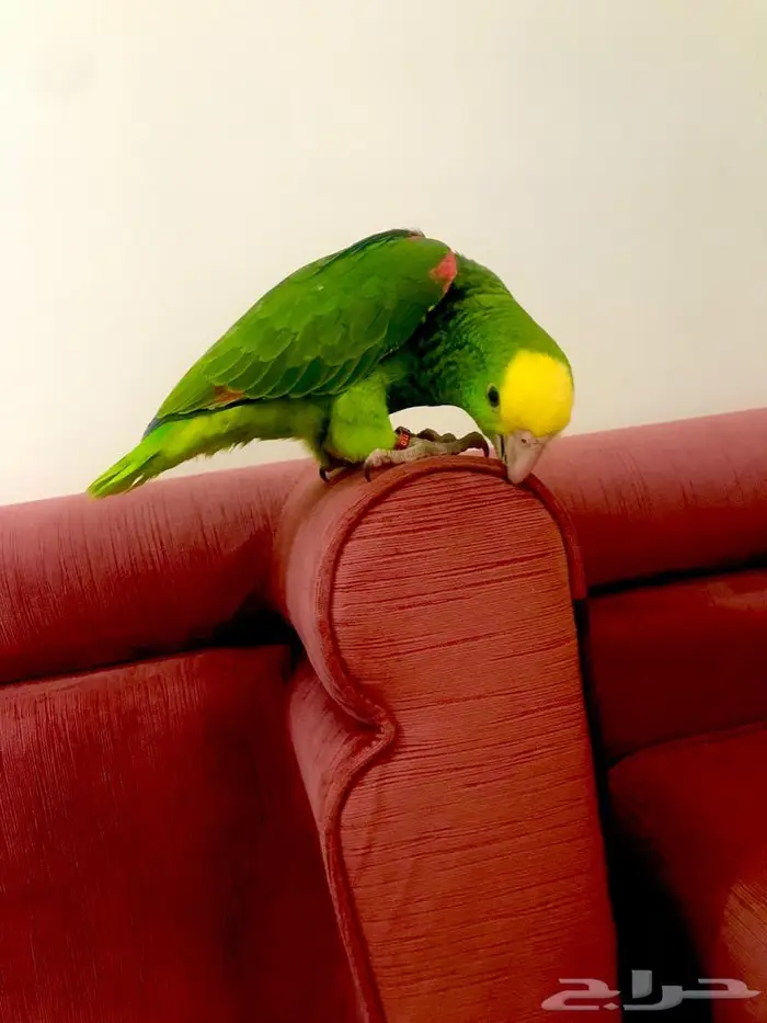 فرخ اوربي دبل هيدماقنا ( تم البيع) 3