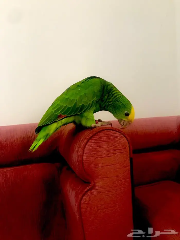 فرخ اوربي دبل هيدماقنا ( تم البيع) 4