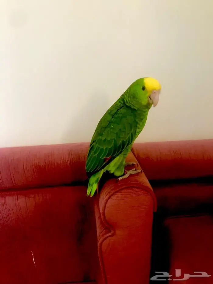 فرخ اوربي دبل هيدماقنا ( تم البيع) 5