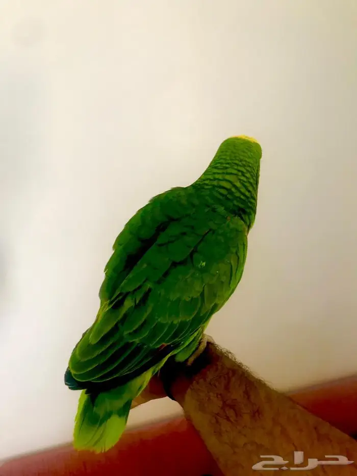 فرخ اوربي دبل هيدماقنا ( تم البيع) 7