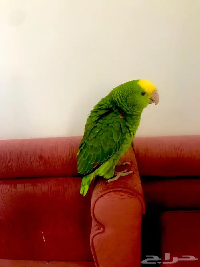 فرخ اوربي دبل هيدماقنا ( تم البيع) 6