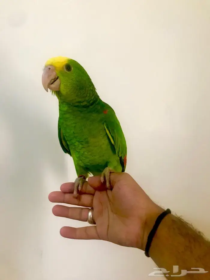 فرخ اوربي دبل هيدماقنا ( تم البيع) 8