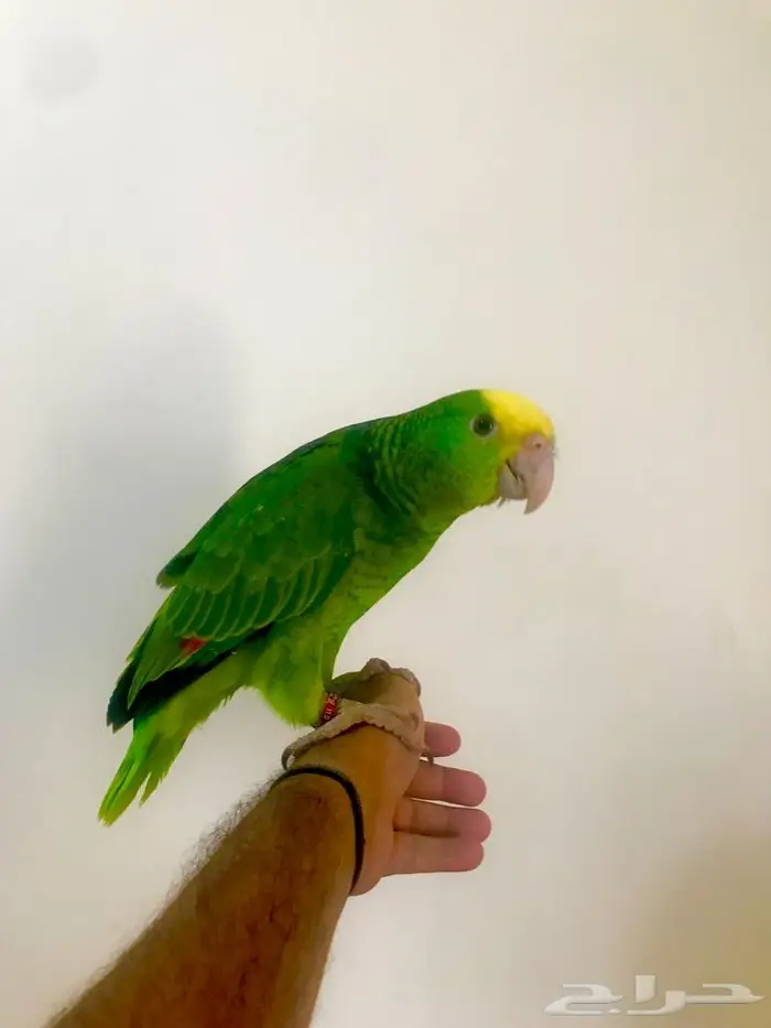 فرخ اوربي دبل هيدماقنا ( تم البيع) 10