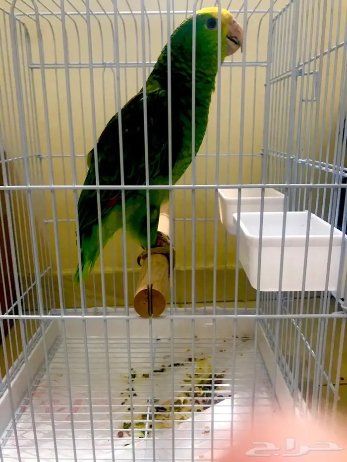 فرخ اوربي دبل هيدماقنا ( تم البيع) 11