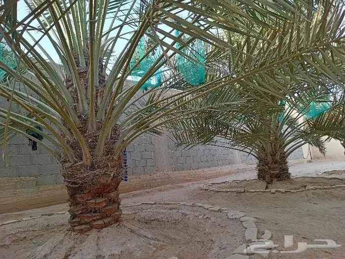 نخيل عربي واشنطني للبيع توصيل وزراعه 12
