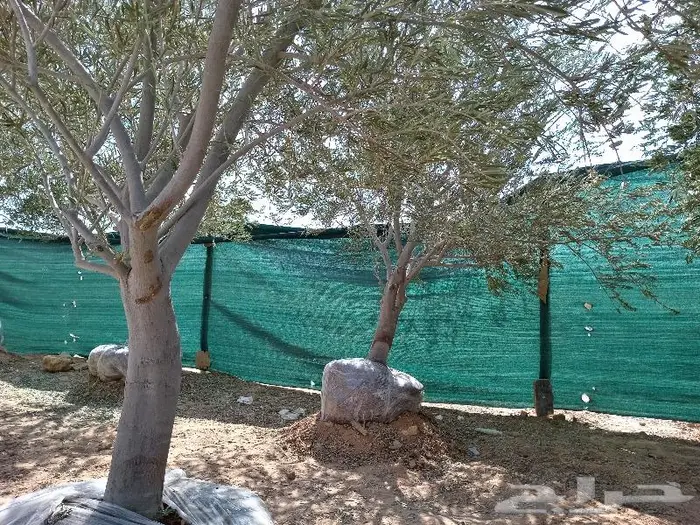 نخيل عربي واشنطني للبيع توصيل وزراعه 14