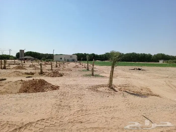 نخيل عربي واشنطني للبيع توصيل وزراعه 10