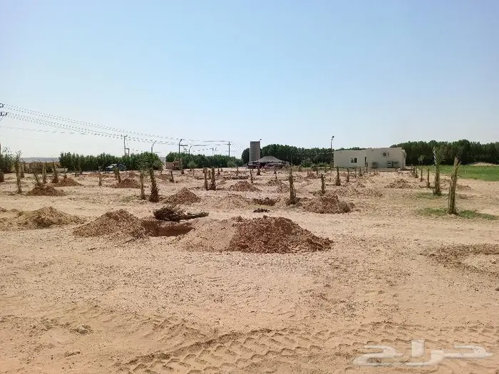 نخيل عربي واشنطني للبيع توصيل وزراعه 11