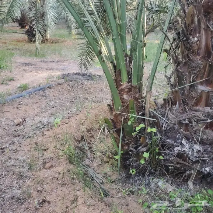 نخل القصيم 0