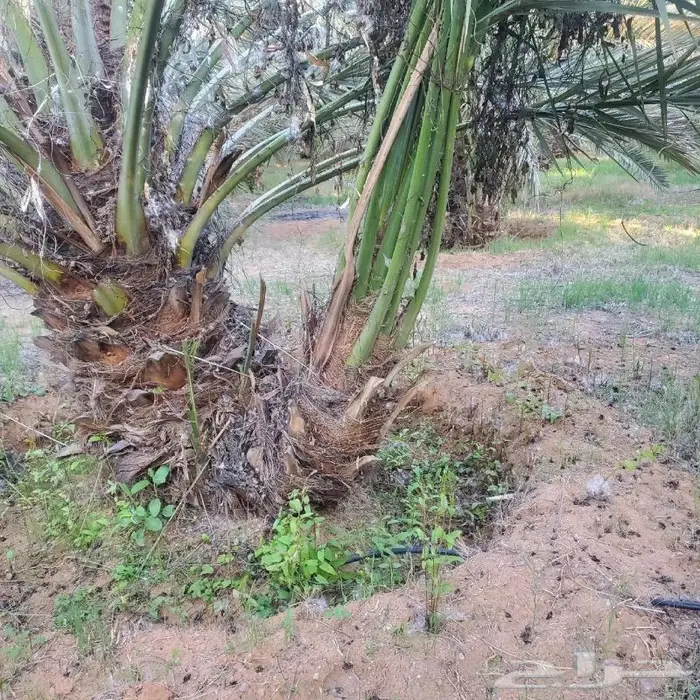 نخل القصيم 3