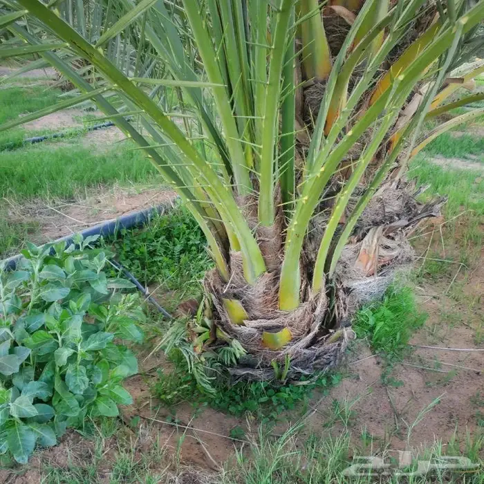 نخل القصيم 4