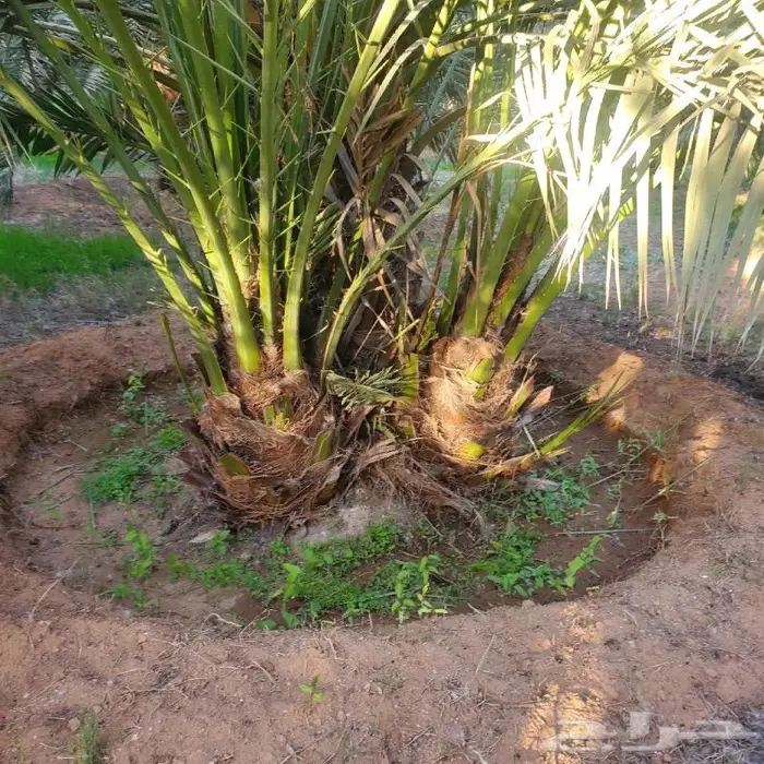 نخل القصيم 7