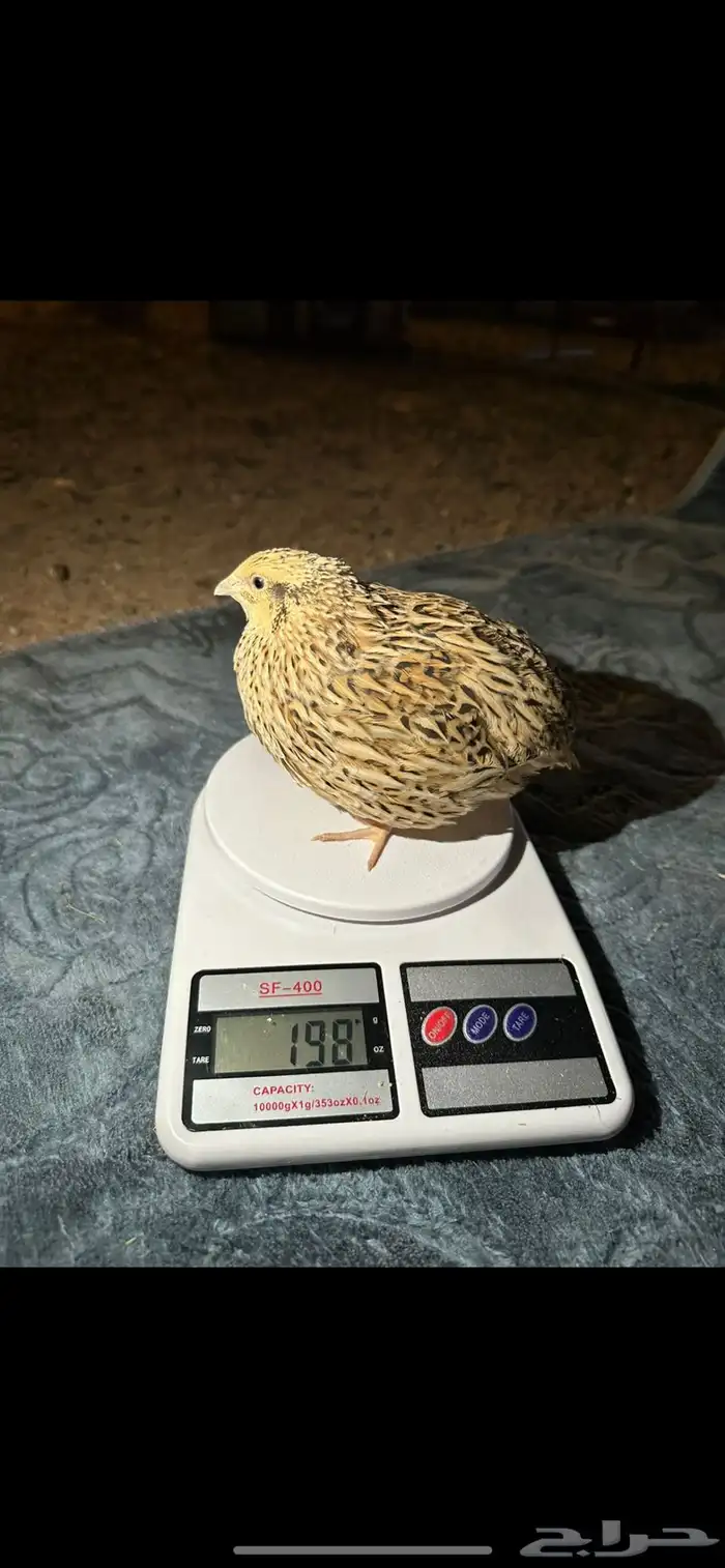 سمان فري مريعي ذبح وتربيه طبيعي ميه بالميه 3