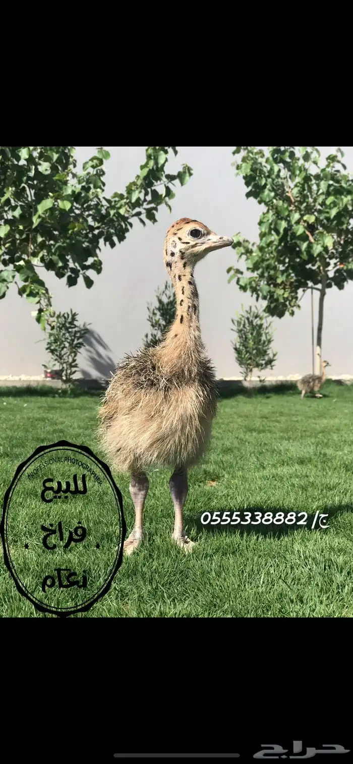 للبيع فروخ طاووس ورومي ودجاج سبرايت 7