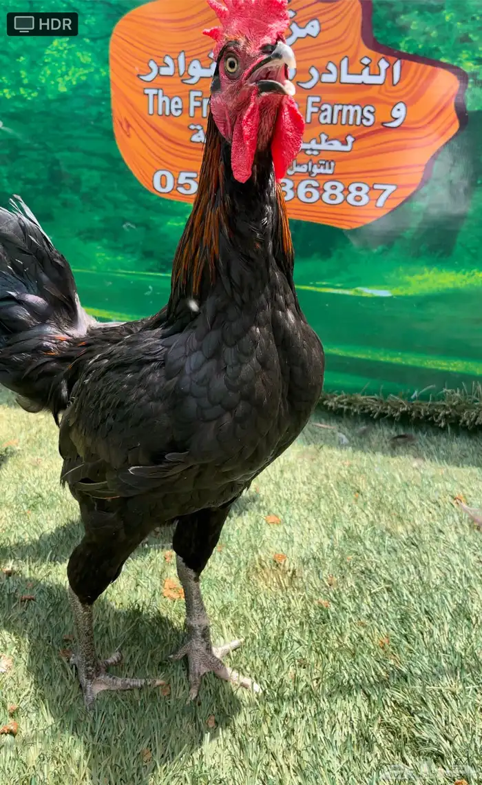 دجاج امريكي عملاق جيرسي 0