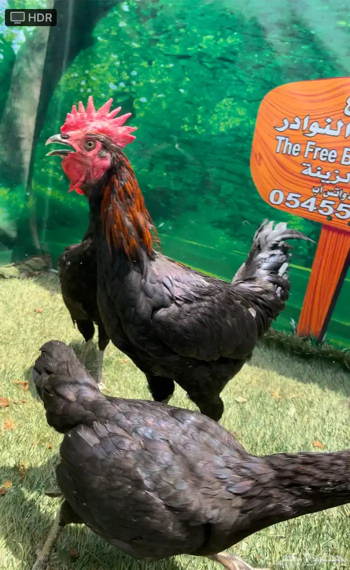 دجاج امريكي عملاق جيرسي 1