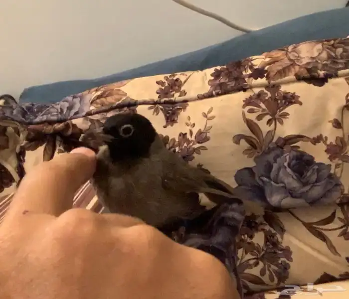 جوز بلابل هدد داخلى سبق انه بيض داخل القفص 2