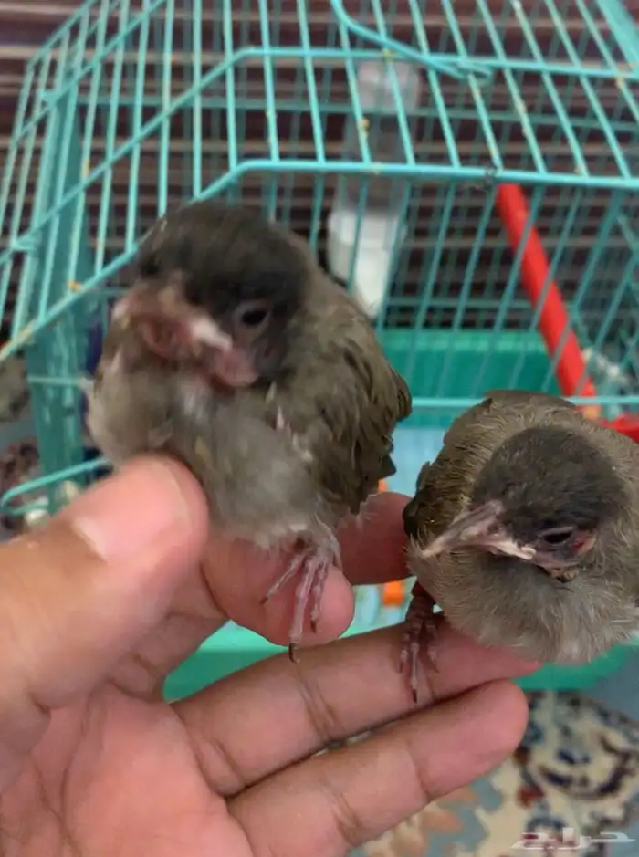 جوز بلابل هدد داخلى سبق انه بيض داخل القفص 11