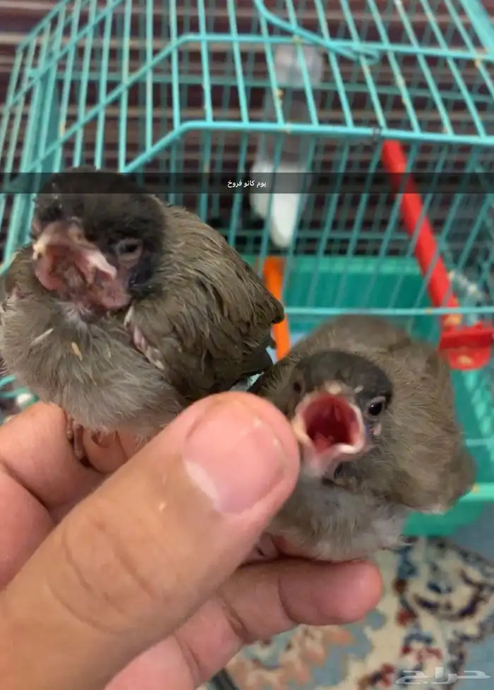 جوز بلابل هدد داخلى سبق انه بيض داخل القفص 10