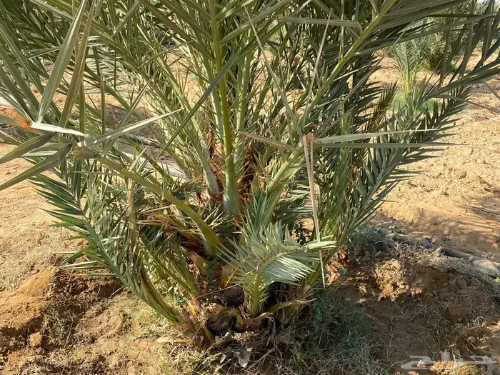 فسائل نخل 0