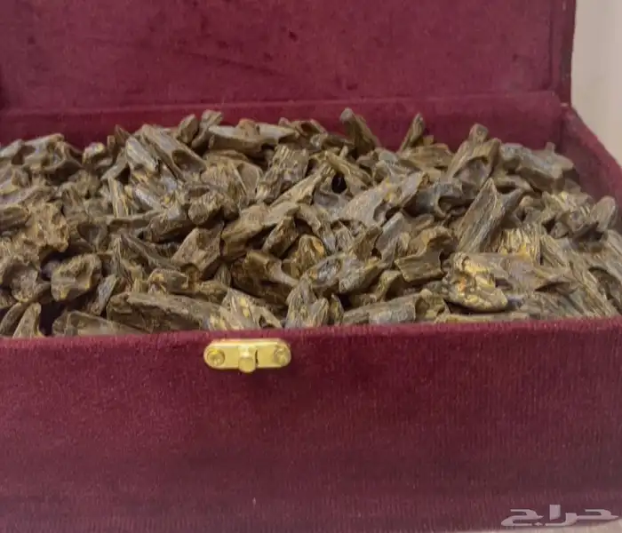 عود كلمنتان بنتلي بسعر الجملة مع ضمان ذهبي 2