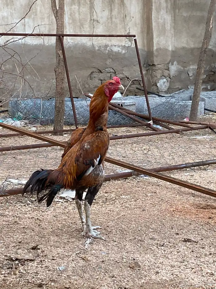 للبيع ديك باكستاني 0