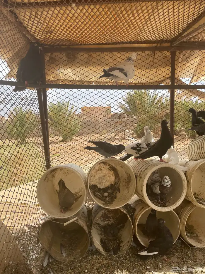 حمام للبيع 1