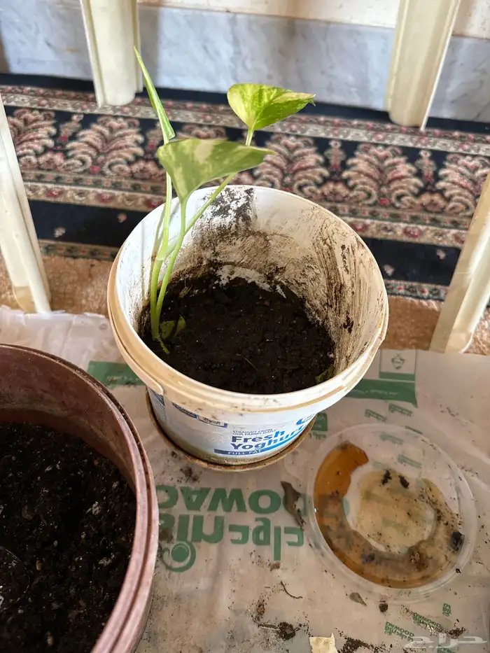 بوتس الشتلة 5 ريال وفي بريال 3